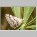 Aplocera sp - Johanniskrautspanner 02.jpg